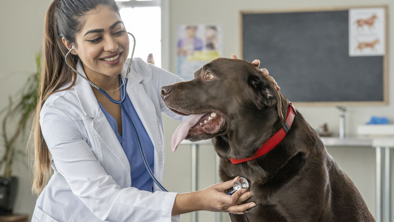 UniSociesc abre concurso para curso de medicina veterinária da pós-graduação